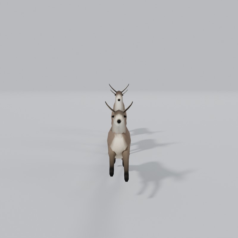Mule deer, front view