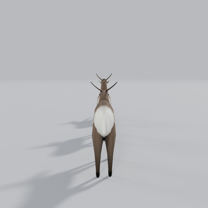 Mule deer, back view