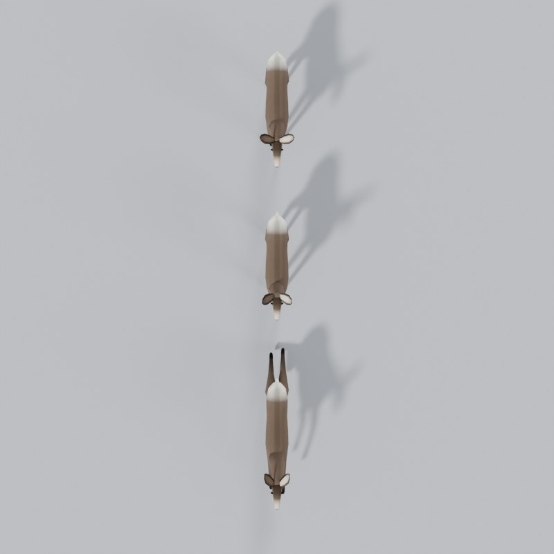 Mule deer, top view