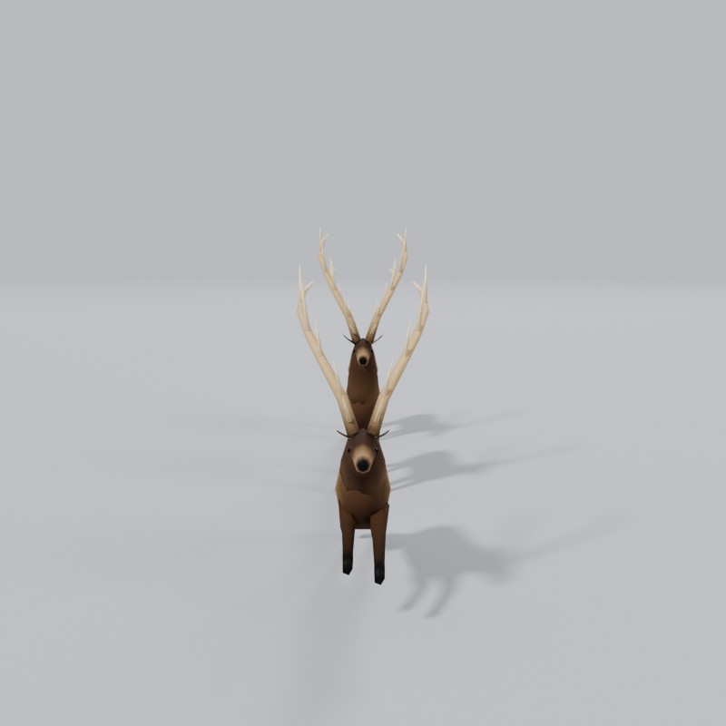 Rocky Mountain bull elk, front view