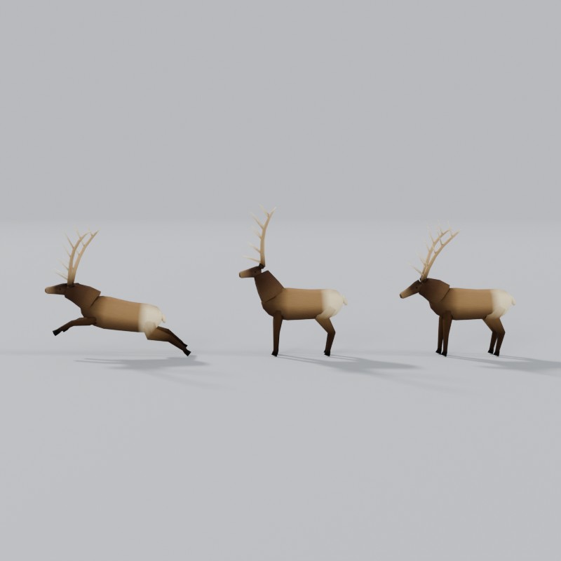 Rocky Mountain bull elk, right view