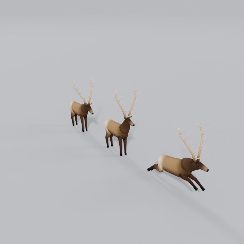 Rocky Mountain bull elk, three-quarter view